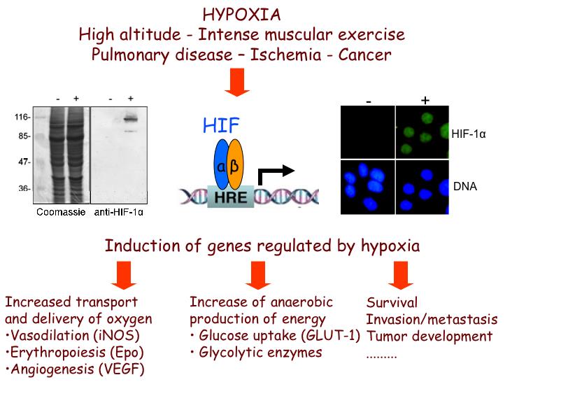 Hypoxy Aims 1