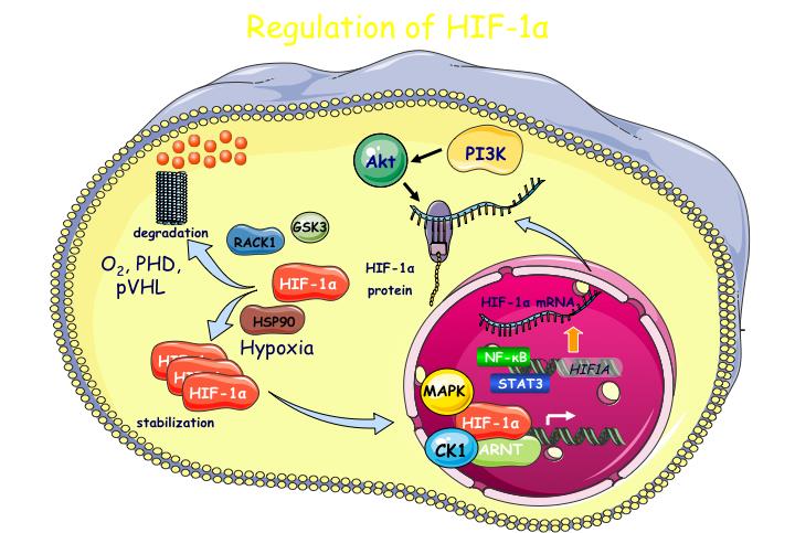 Hypoxy Aims 2